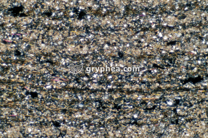 Pelite LPA x10 - gryphea.com